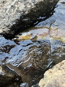 Brown Trout