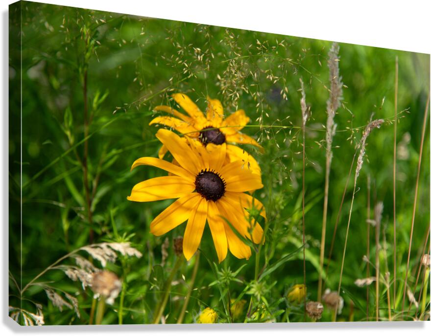 Black-eyed Susan Canvas Print