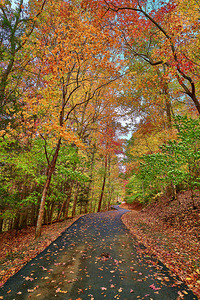 Leaf Path tif