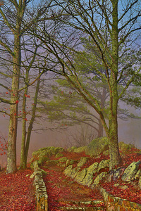 Misty Morning tif