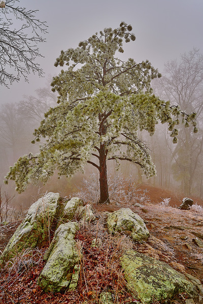 Icey Pine by Joe Rees