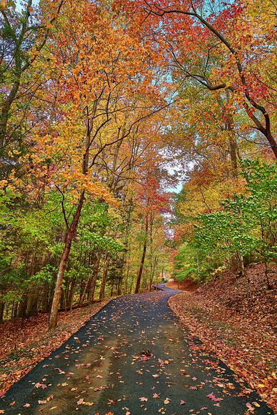 Leaf Path tif Print