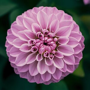 The most wonderful picture of beautiful flowers