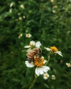 foxpriestess photo 1707768085903