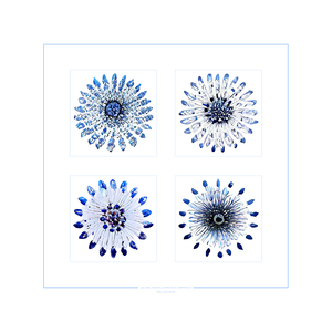 Starburst 2x2 - Azure Cornflower and Sapphire 5