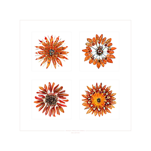 Starburst 2x2   Crimson Papaya and Amber 4