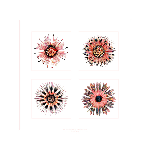 Starburst 2x2   Salmon Rouge and Charcoal 1 Print