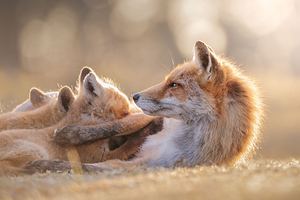 FOXY 1