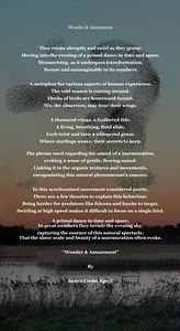 wonder  amazment1