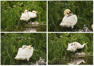 Why paddle when you can ride 1