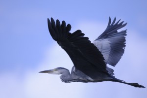 _JPT9011
