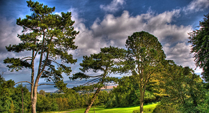 ttfe trees8
