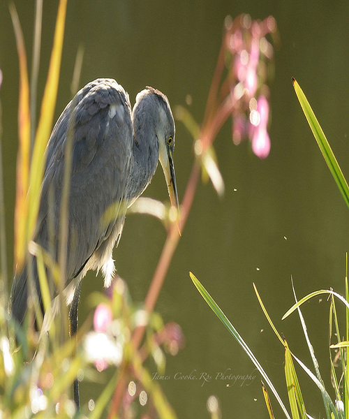 900.JPT 66429Jj Print