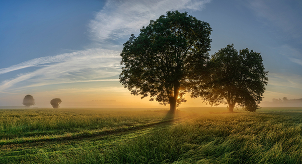 trees 321 Print