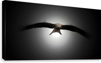 JPT347RED1 Canvas Print