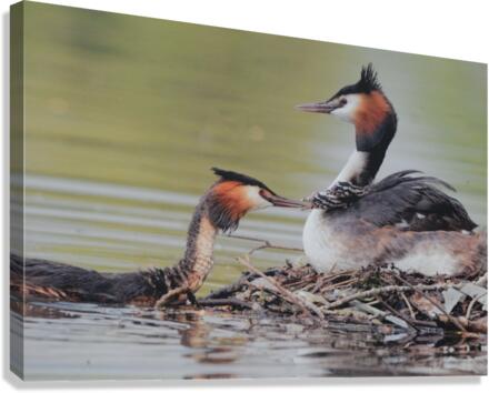 JPT 913LJ Canvas Print