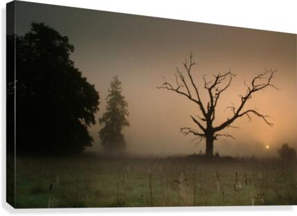 JPT00024 Canvas Print