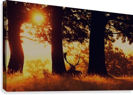 JPT 017BD Canvas Print