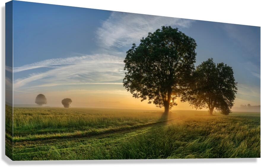 trees 321 Canvas Print