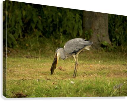 _JPT8962H Canvas Print
