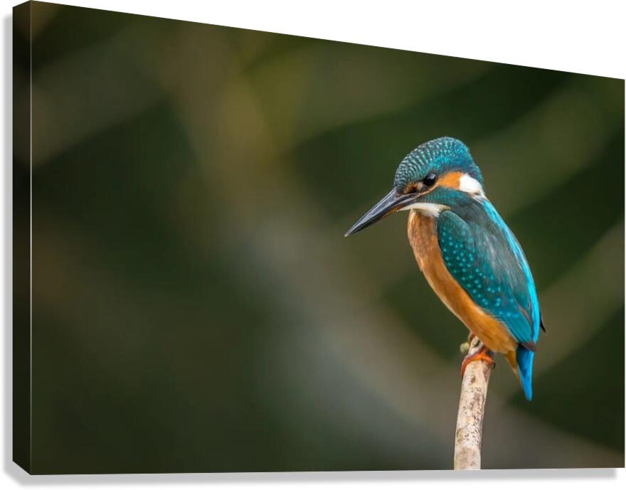 Image 2 Canvas Print
