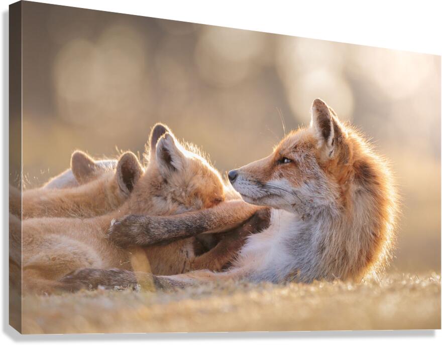 FOXY 1 Canvas Print