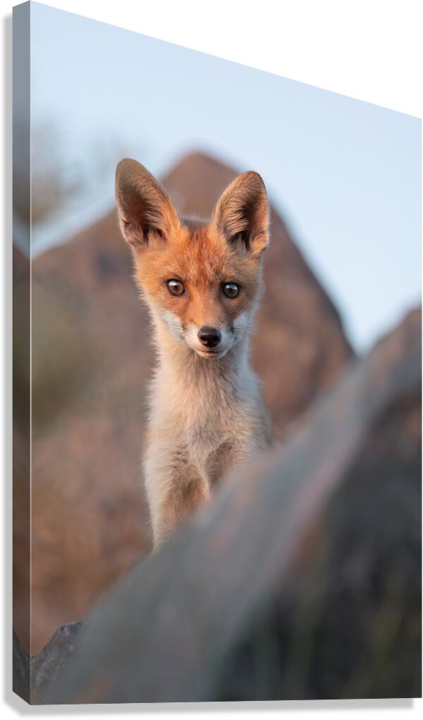 Fox cub Canvas Print