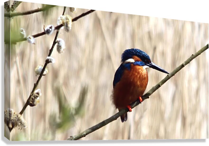 the king 2 Canvas Print