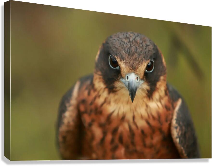 Kestre Canvas Print