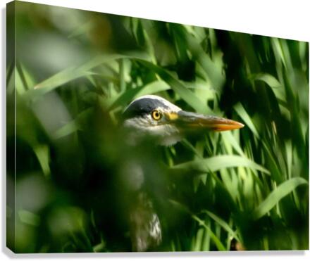 JPT close up Canvas Print