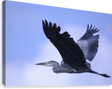 _JPT9011 Canvas Print