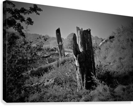 JPT_1521 Canvas Print