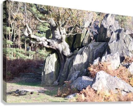 JPT 1617 Canvas Print