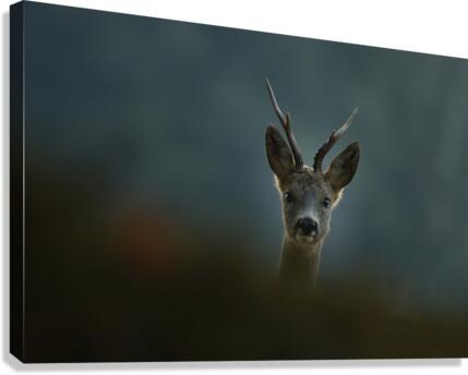 jpt 55532 Canvas Print