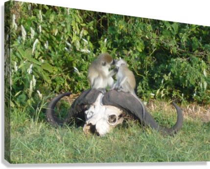 JPTCM 6 Canvas Print