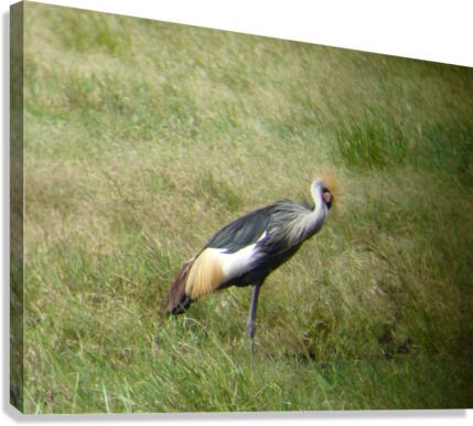 JPTCM 3 Canvas Print