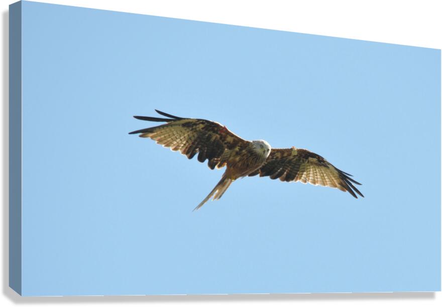 JPT 997L Canvas Print