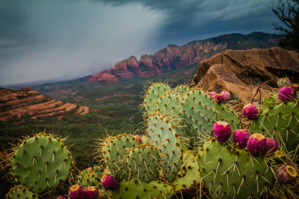 Arizona by DLPSquared