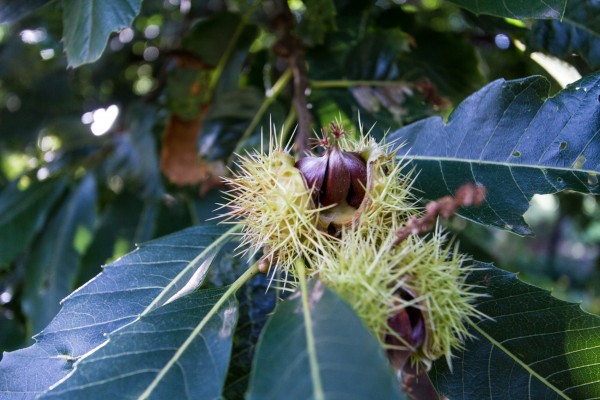 Chestnut What Print