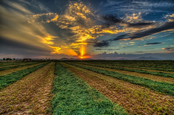 Hay Cropping Print