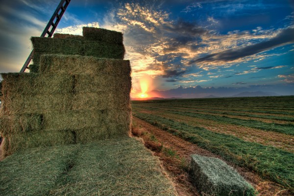 Haystack Print