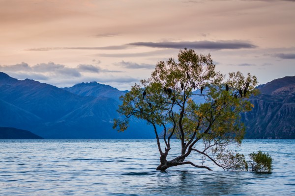 One_tree_lake Print