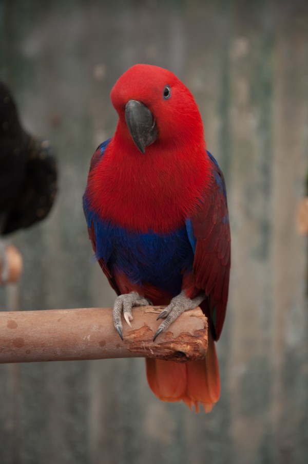 Red Parrot Print