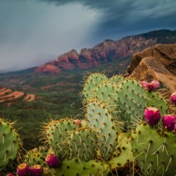 Arizona