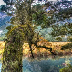 Mossy_Tree_at_Mirror_Lakes