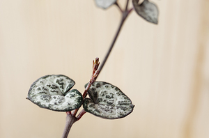 Detail of ceropegia plant leaves