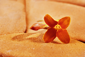 Orange flower of kalanchoe