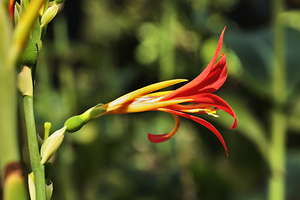 Red flower of African arrowroot