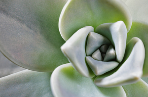 Succulent plant of leatherpetal