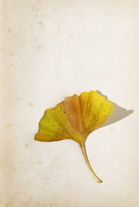 Autumn ginkgo leaf on old page